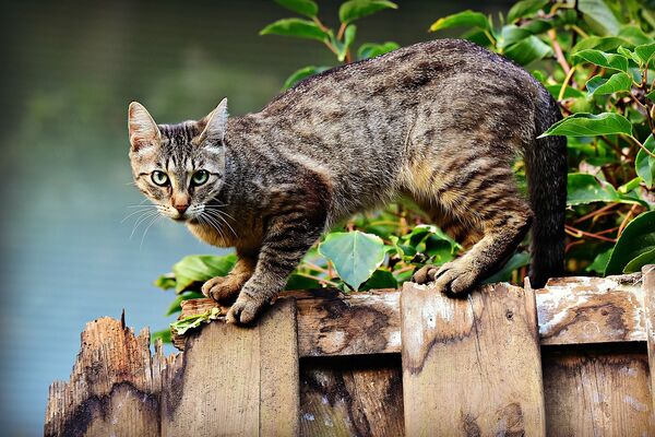 Eine grau-getigerte Katze steht vor einem grünen Strauch auf einem maroden Holzzaun und schaut misstrauisch in die Kamera.