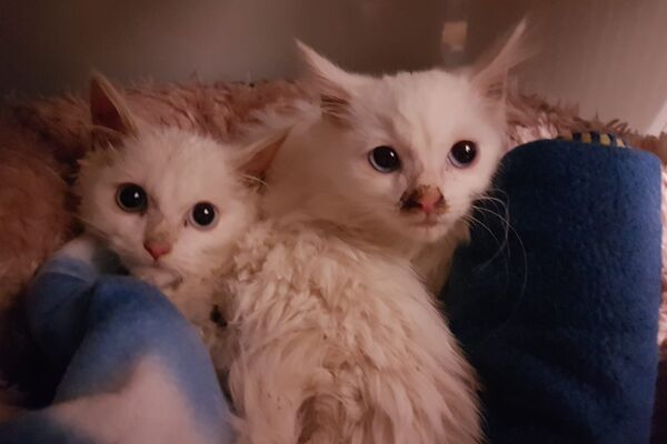 Zwei weiße Kitten eingekuschelt in Decken und Fell.