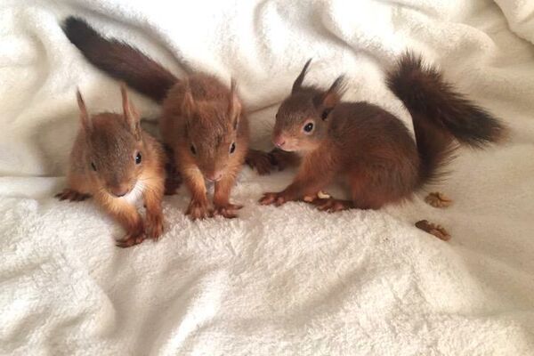 Kleine Eichhörnchen brauchen Training vor ihrer Auswilderung