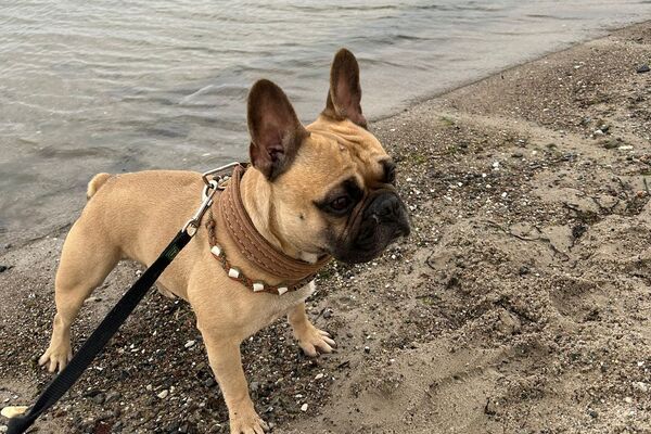 hell beige Französische Bulldogge steht am Strand