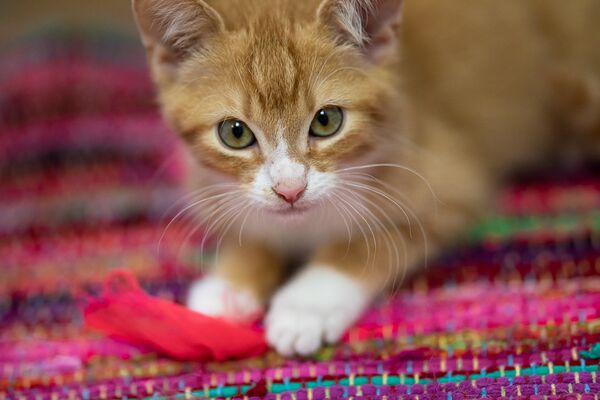 Ein rot getigertes Kitten liegt auf einer Decke aus bunten Stoffstreifen.