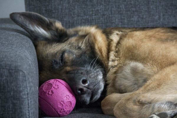 Ein Schäferhund liegt schlafen an die Lehne einer grauen Couch und eines pinkfarbenen kleinen Balles gekuschelt.