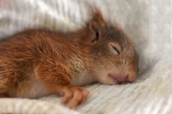 Ein Eichhörnchenkind liegt schlafend auf einer weißen Decke.