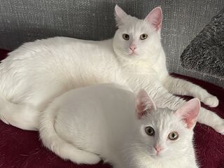Zwei weiße Katzen liegen auf einer roten Decke vor einem grauen Hintergrund aus Stoff und schauen in die Kamera.