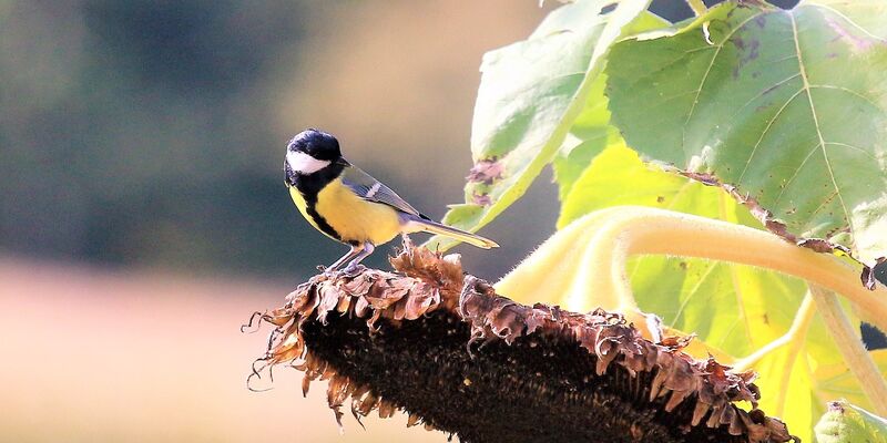 Amsel pickt von Apfel