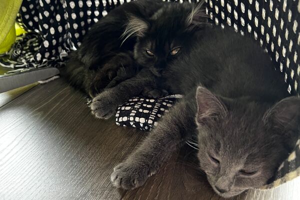 Zwei graue Katzen liegen aneinander gekuschelt auf einem dunklen Holzfußboden.