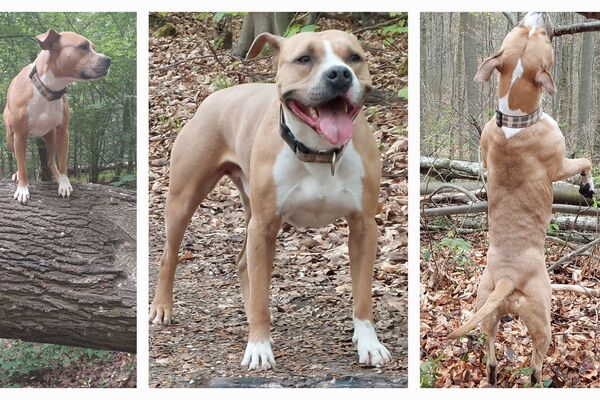 Eine Collage aus drei Fotos auf denen ein braun-weißer, kurzhaariger Hund im herbstlichen Wald abgebildet ist.