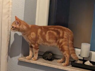 Eine rote Katze steht drinnen auf einer Fensterbank zwischen Kerzen-Deko und Katzenspielzeug.