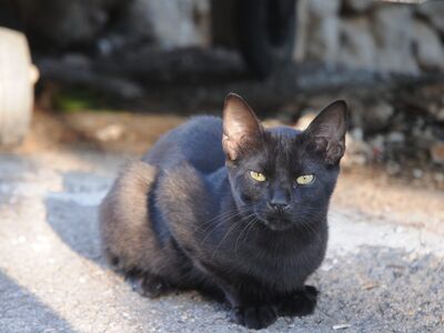 Eine schwarze Katze liegt auf einem Weg