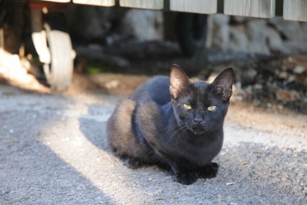Ein schwarze Katze liegt auf einem Weg.