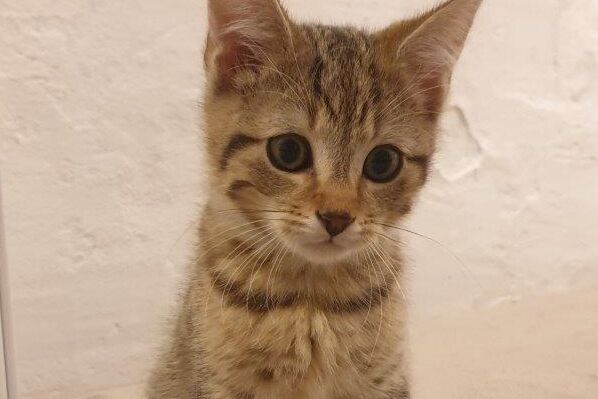 Grau getigertes Katzenkind, sitzend vor weißer Wand.