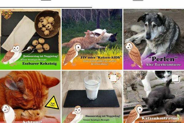 Screenshot des Instagram Accounts des Jungen Tierschutzvereins