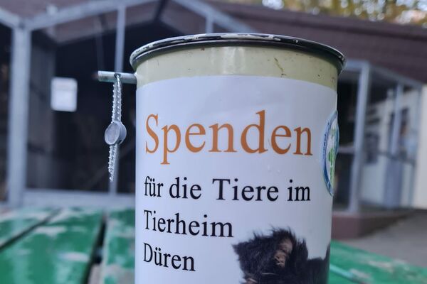Eine Spendendose mit Aufschrift und Foto von Hund und Katze steht auf einem grünen Tisch vor den Vogel-Volieren im Tierheim.