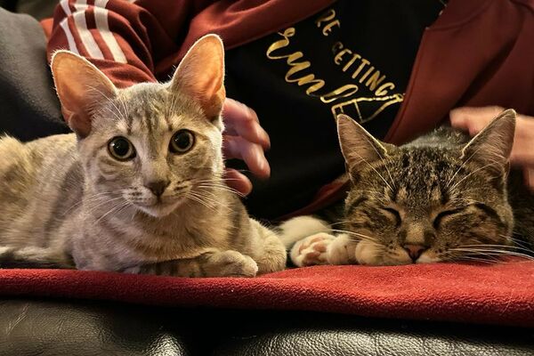 Zwei graugetigerte Katzen liegen auf einem mit einer roten Decke bedeckten Ledersofa und werden von einer teils sichtbaren Person gestreichelt.