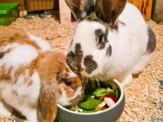 Zwei mehrfarbige Kaninchen fressen gemeinsam Salat und Gemüse aus einem hellgrauen Steingut-Näpfchen