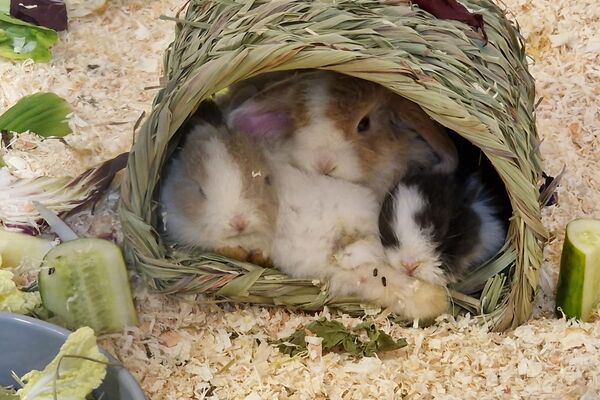 Eine Kaninchenmama liegt mit mehreren Jungtieren in einem Schutzhäusschen.