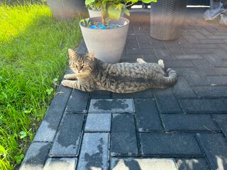 Eine grau-getigerte Katze liegt auf einem Terrassenboden aus Stein vor einer Rasenfläche.