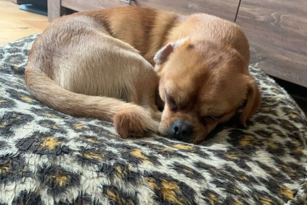 Ein kleiner brauner Mischlingshund liegt schlafend auf einem Kissen mit Animal-Print.