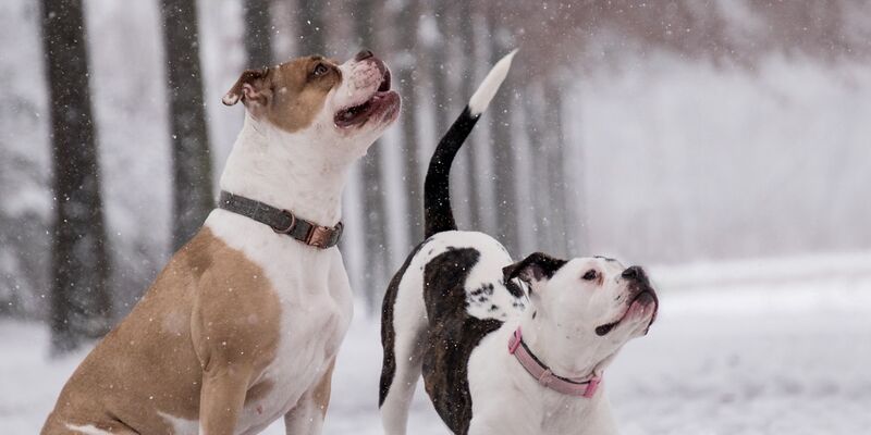 Zwei Boxer spielen im Schnee.