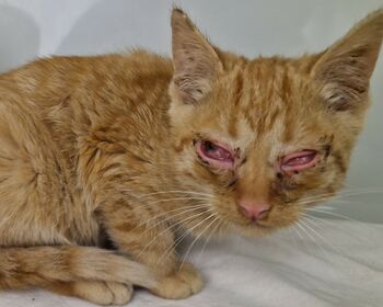 Rot getigertes Kätzchen mit verletzten Augen.