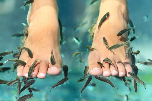 Ein Wasserbassin mit nackten Füßen an denen kleine Fische knabbern.