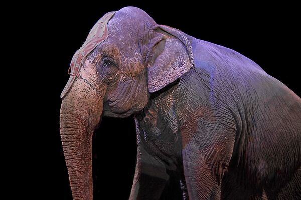 Auch Elefanten müssen im Zirkus auftreten