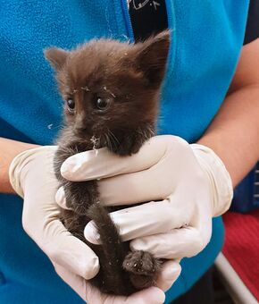 Ein schwarzes Katzenbaby, vielleicht fünf Wochen alt, wird von einer Helferin die medizinische Handschuhe trägt, behutsam in den Händen gehalten.