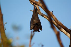Fledermaus