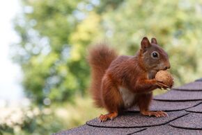 Eichhörnchen mit Walnuss