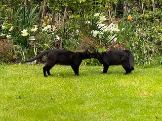 Tiffany und Humphrey stehen Näschen an Näschen im Garten im Gras.
