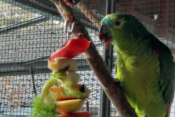 Zwei Papageien in der Voliere knabbern an einem Obst-Gemüsespieß.