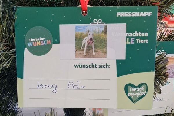 Eine Geschenkkarte im Wunschbaum, mit Foto eines Hundes und seinem Wunsch - "Kong Bär".