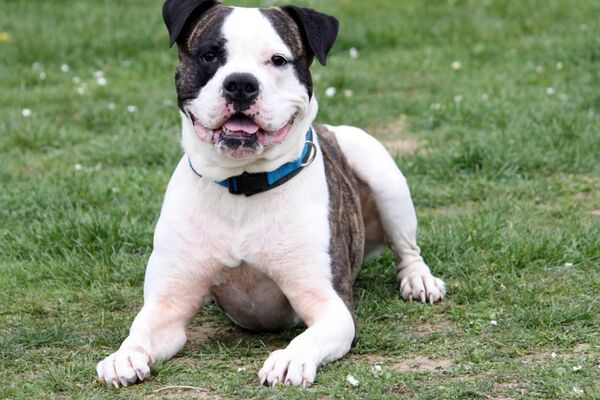 Eine weiß-braune amerik. Bulldogge liegt auf einer Grasfläche.