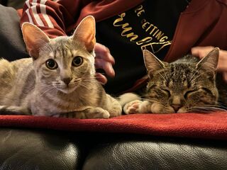 Zwei graugetigerte Katzen liegen auf einem mit einer roten Decke bedeckten Ledersofa und werden von einer teils sichtbaren Person gestreichelt.