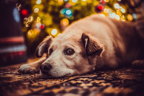 Ein beiger Hund  mit scheuem Blick liegt vor einer verschwommen sichtbaren bunten Lichterkette.