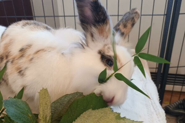Ein weißes Kaninchen frisst Grünzeug.