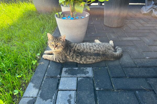 Eine grau-getigerte Katze liegt auf einem Terrassenboden aus Stein vor einer Rasenfläche.