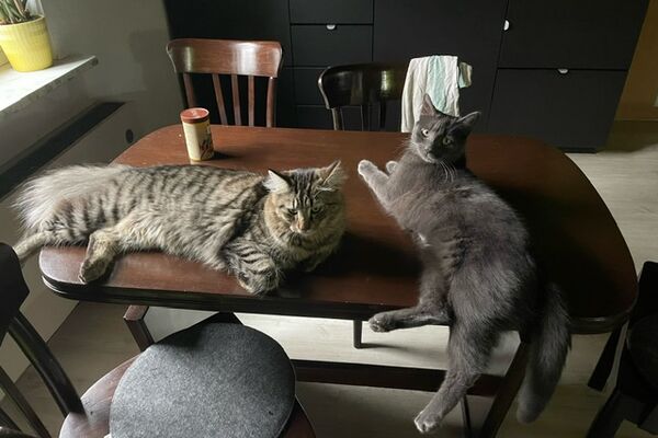 Zwei graue Katzen liegen auf einem dunkelbraunen Tisch