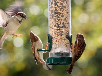 Mehrere Wildvögel hängen an einem schmalen Futterspender