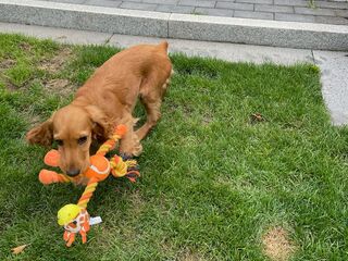 Hündin Ellt läuft über eine Grasfläche. Sie hat ein orange-gelbes Spielzeug im Maul.