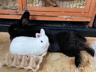 Ein schwarzes größeres und ein weißes kleineres Kaninchen kuscheln sich auf dem Boden vor einem Kaninchenstall aneinander.