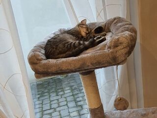 Eine rotgetigerte und eine graugetigerte Katze liegen in ihren Körbchen an einem Kratzbaum vor einem Fenster.