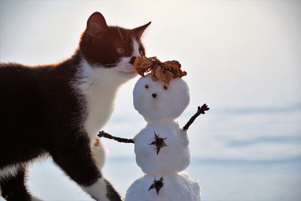 Eine schwarz-weiße Katze schnuppert an vertrockneten Blättern, die auf dem Kopf eines kleinen Schneemannes liegen.