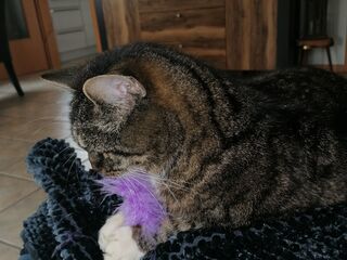 Eine graugetigerte Katze liegt auf einem grauen Deckchen auf einem Tisch, mit einem lila, fedrigen Spielzeug zwischen den Pfötchen.