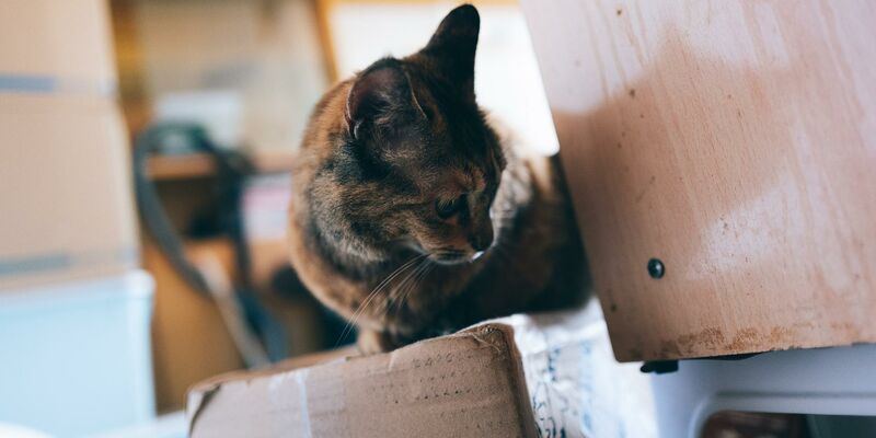 Eine trikolor-Katze, sitzend auf einem Pappkarton, daneben Teile eines Möbelstück und eines Elektrogeräts.