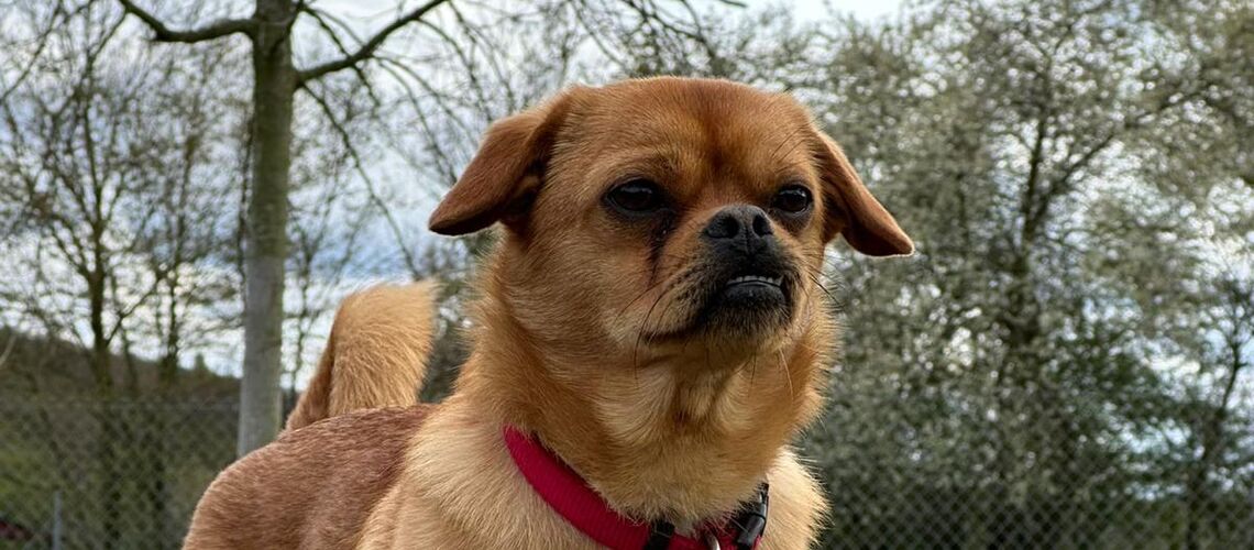 Ein kleiner brauner Hund mit krummen Beinchen steht auf einem Trainingsgerät aus Holz.