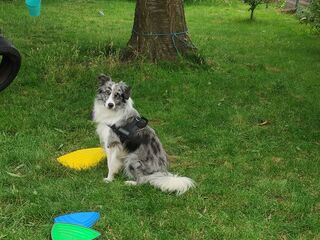 Ein weiß-schwarzer Hund sitzt im Gras, auf dem buntes Spielzeug liegt.