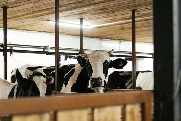Mehrere schwarzbunte Rinder in einem Stall.