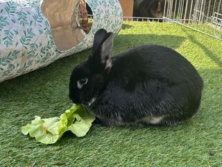 Ein schwarzes Kaninchen sitzt in eine mit Kunstrasen ausgelegten Gehege und knabbert an einem Blatt Kopfsalat.