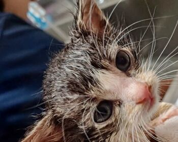 Ein winziges Kätzchen mit strubbeligem Fell sitzt auf einem Handtuch.
